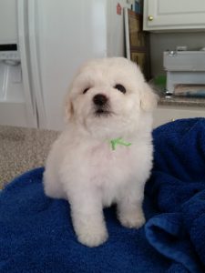 Bernard as a puppy